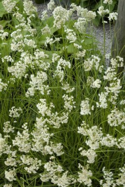 Snow-white wood-rush Luzula nivea 5-10 pot P9