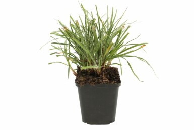 Snow-white wood-rush Luzula nivea 5-10 pot P9 Luzula nivea