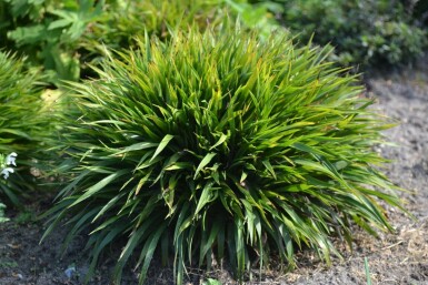 Hairy wood-rush Luzula pilosa 'Igel' 5-10 pot P9