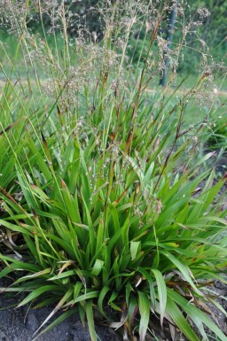 Great wood-rush Luzula sylvatica 5-10 pot P9