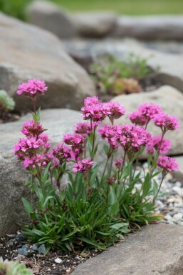 Alpine campion Lychnis alpina 'Rosea' 5-10 pot P9 Lychnis alpina 'Rosea'