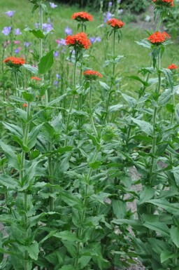 Common rose campion Lychnis chalcedonica 5-10 pot P9 Lychnis chalcedonica