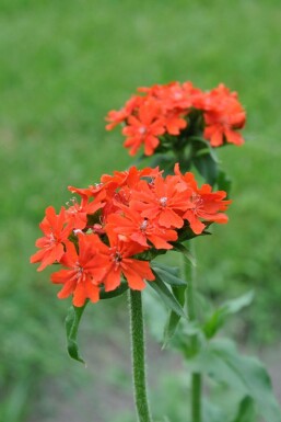 Common rose campion Lychnis chalcedonica 5-10 pot P9