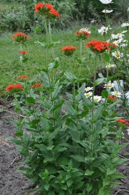 Common rose campion Lychnis chalcedonica 5-10 pot P9