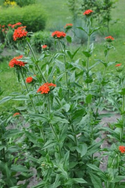 Common rose campion Lychnis chalcedonica 5-10 pot P9