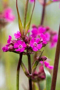 Sticky catchfly Lychnis viscaria 'Splendens' 5-10 pot P9 Lychnis viscaria 'Splendens'