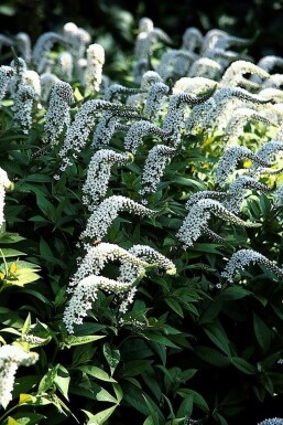 Gooseneck loosestrife Lysimachia clethroides 5-10 pot P9 Lysimachia clethroides