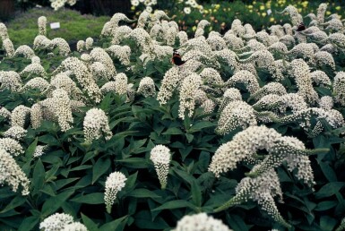 Gooseneck loosestrife Lysimachia clethroides 5-10 pot P9 Lysimachia clethroides