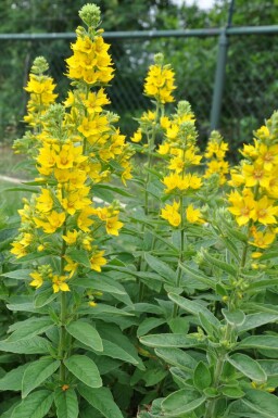 Dotted loosestrife Lysimachia punctata 5-10 pot P9 Lysimachia punctata