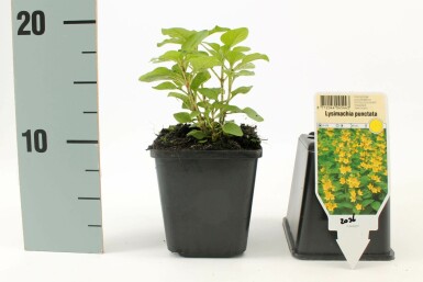 Dotted loosestrife Lysimachia punctata 5-10 pot P9 Lysimachia punctata