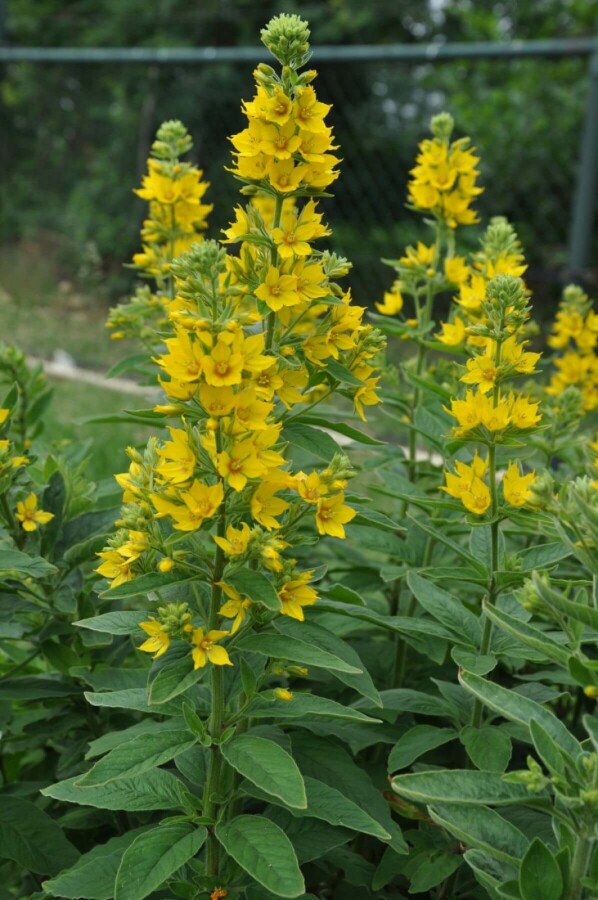 Dotted loosestrife Lysimachia punctata 5-10 pot P9 Lysimachia punctata