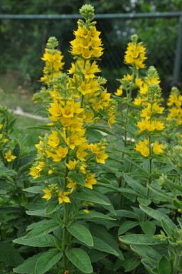 Dotted loosestrife Lysimachia punctata 5-10 pot P9 Lysimachia punctata