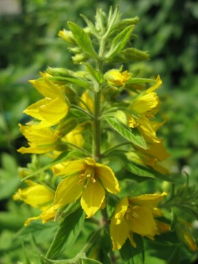 Dotted loosestrife Lysimachia punctata 5-10 pot P9 Lysimachia punctata