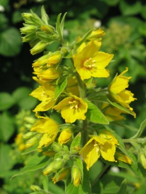 Dotted loosestrife Lysimachia punctata 5-10 pot P9 Lysimachia punctata