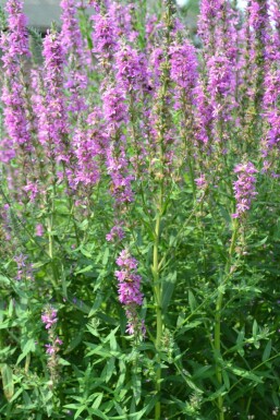 Purple loosestrife Lythrum salicaria 5-10 pot P9 Lythrum salicaria