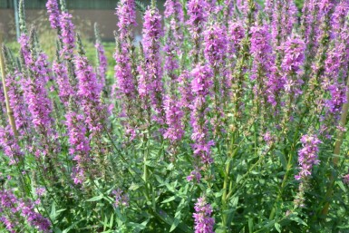 Purple loosestrife Lythrum salicaria 5-10 pot P9 Lythrum salicaria
