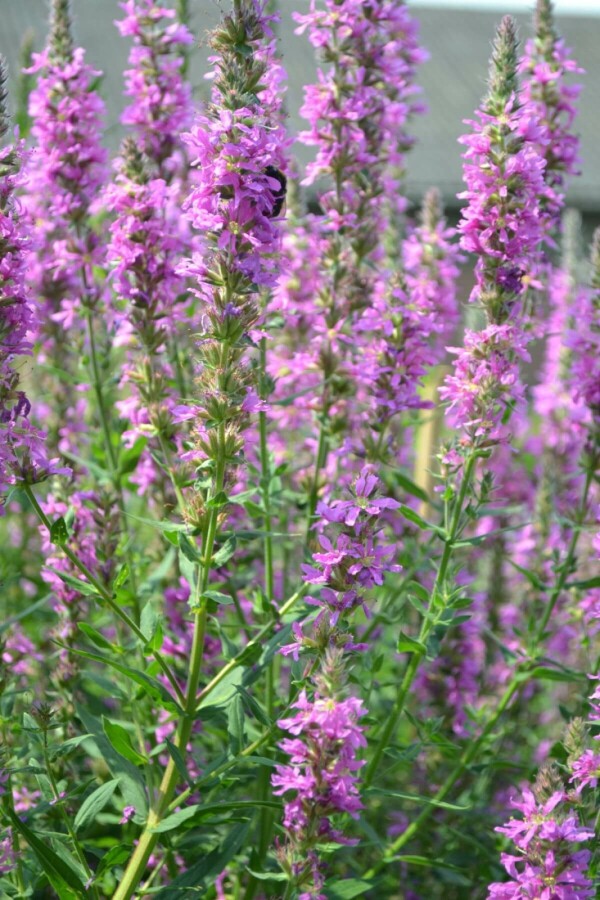 Purple loosestrife Lythrum salicaria 5-10 pot P9 Lythrum salicaria