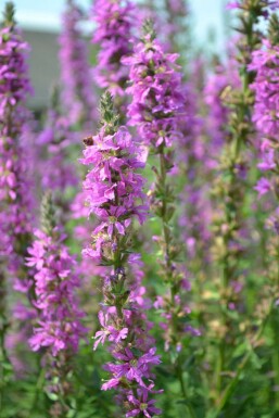 Purple loosestrife Lythrum salicaria 5-10 pot P9 Lythrum salicaria