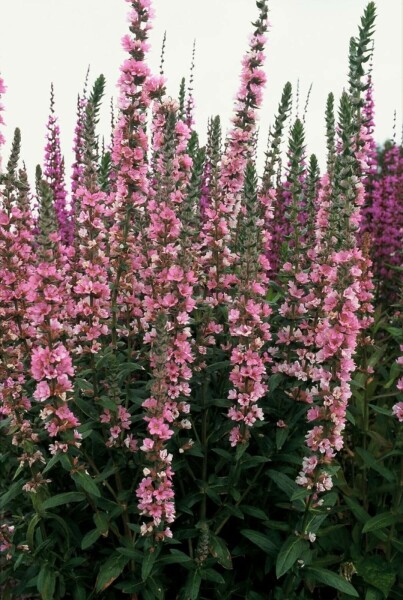 Purple loosestrife Lythrum salicaria 'Blush' 5-10 pot P9 Lythrum salicaria 'Blush'