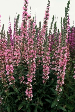 Purple loosestrife Lythrum salicaria 'Blush' 5-10 pot P9