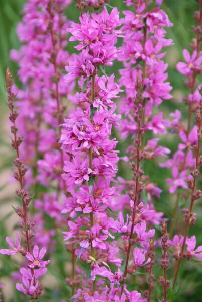Purple loosestrife Lythrum salicaria 'Robert' 10-15 pot C2 Lythrum salicaria 'Robert'