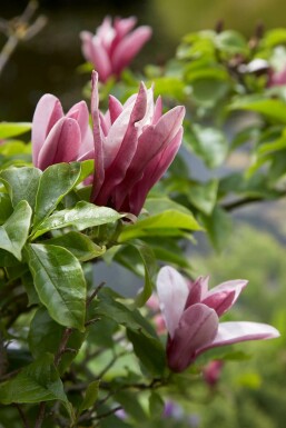 Magnolia Magnolia 'Susan' shrub 20-30 pot C3