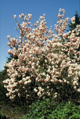 Saucer magnolia Magnolia × soulangeana shrub 20-30 pot C2