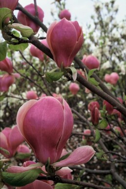 Saucer magnolia Magnolia × soulangeana 'Lennei' shrub 20-30 pot C2