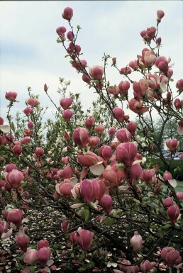 Saucer magnolia Magnolia × soulangeana 'Lennei' shrub 20-30 pot C2