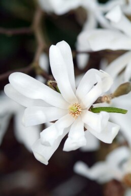 Star magnolia Magnolia stellata shrub 20-30 pot C2
