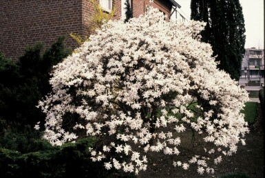 Star magnolia Magnolia stellata shrub 20-30 pot C2