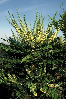 Oregon grape hybrid Mahonia × media 'Winter Sun' shrub 20-30 pot C3