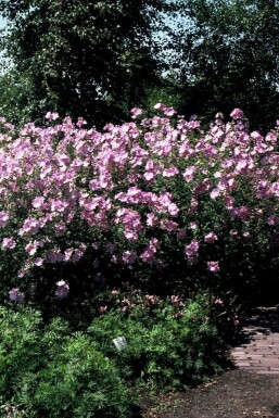 Greater musk mallow Malva alcea 'Fastigiata' 5-10 pot P9 Malva alcea 'Fastigiata'