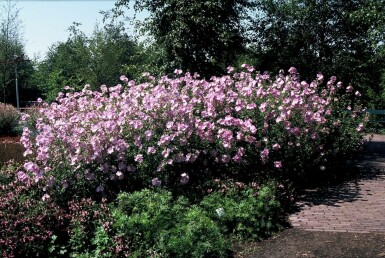 Greater musk mallow Malva alcea 'Fastigiata' 5-10 pot P9