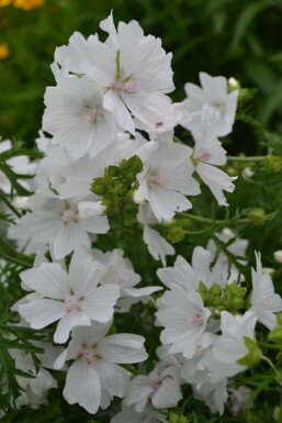 White musk mallow Malva moschata 'Alba' 5-10 pot P9