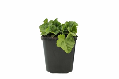 White musk mallow Malva moschata 'Alba' 5-10 pot P9 Malva moschata 'Alba'