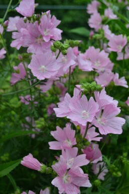 Musk mallow Malva moschata 'Rosea' 5-10 pot P9 Malva moschata 'Rosea'