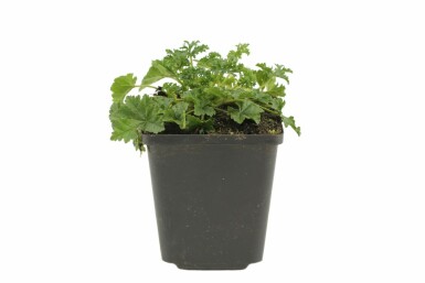 Musk mallow Malva moschata 'Rosea' 5-10 pot P9 Malva moschata 'Rosea'