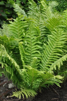 Shuttlecock fern Matteuccia struthiopteris 5-10 pot P9 Matteuccia struthiopteris