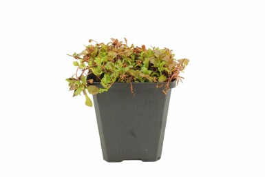 Miquel's mazus Mazus reptans 5-10 pot P9 Mazus reptans