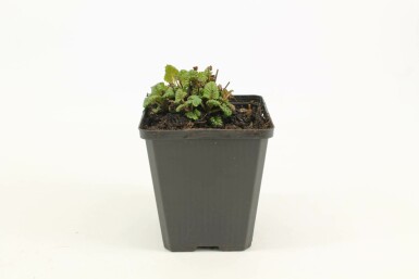 Lemon balm Melissa officinalis 5-10 pot P9 Melissa officinalis