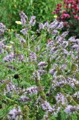 Peppermint Mentha × piperita 5-10 pot P9 Mentha × piperita