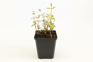 Peppermint Mentha × piperita 5-10 pot P9