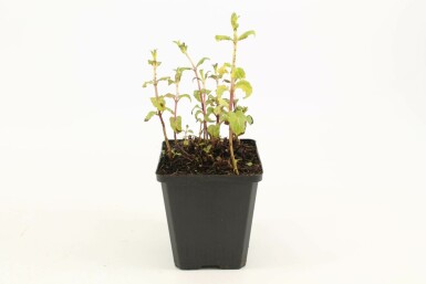 Peppermint Mentha × piperita 5-10 pot P9 Mentha × piperita