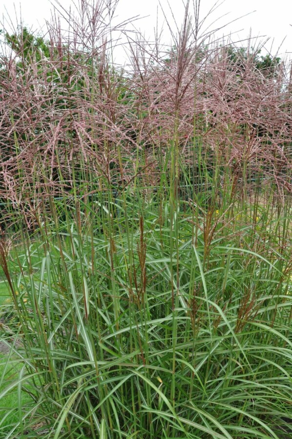 Eulalia Miscanthus sinensis 'Ferner Osten' 10-15 pot P11 Miscanthus sinensis 'Ferner Osten'