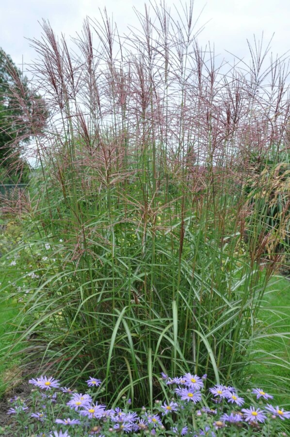 Eulalia Miscanthus sinensis 'Ferner Osten' 5-10 pot P9 Miscanthus sinensis 'Ferner Osten'