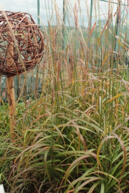 Eulalia Miscanthus sinensis 'Ghana' 5-10 pot P9 Miscanthus sinensis 'Ghana'
