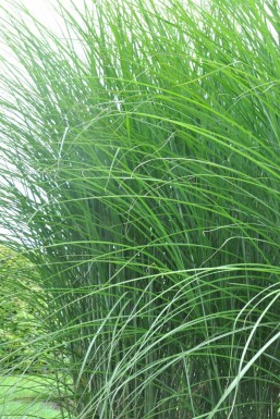 Eulalia Miscanthus sinensis 'Gracillimus' 10-15 pot P11 Miscanthus sinensis 'Gracillimus'