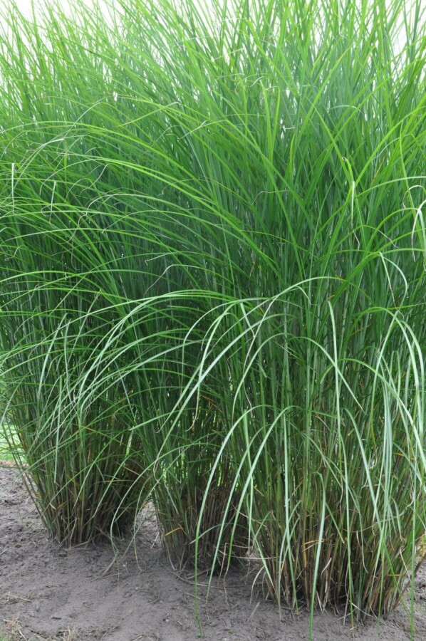 Eulalia Miscanthus sinensis 'Gracillimus' 5-10 pot P9 Miscanthus sinensis 'Gracillimus'
