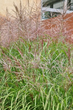 Eulalia Miscanthus sinensis 'Kleine Silberspinne' 5-10 pot P9 Miscanthus sinensis 'Kleine Silberspinne'